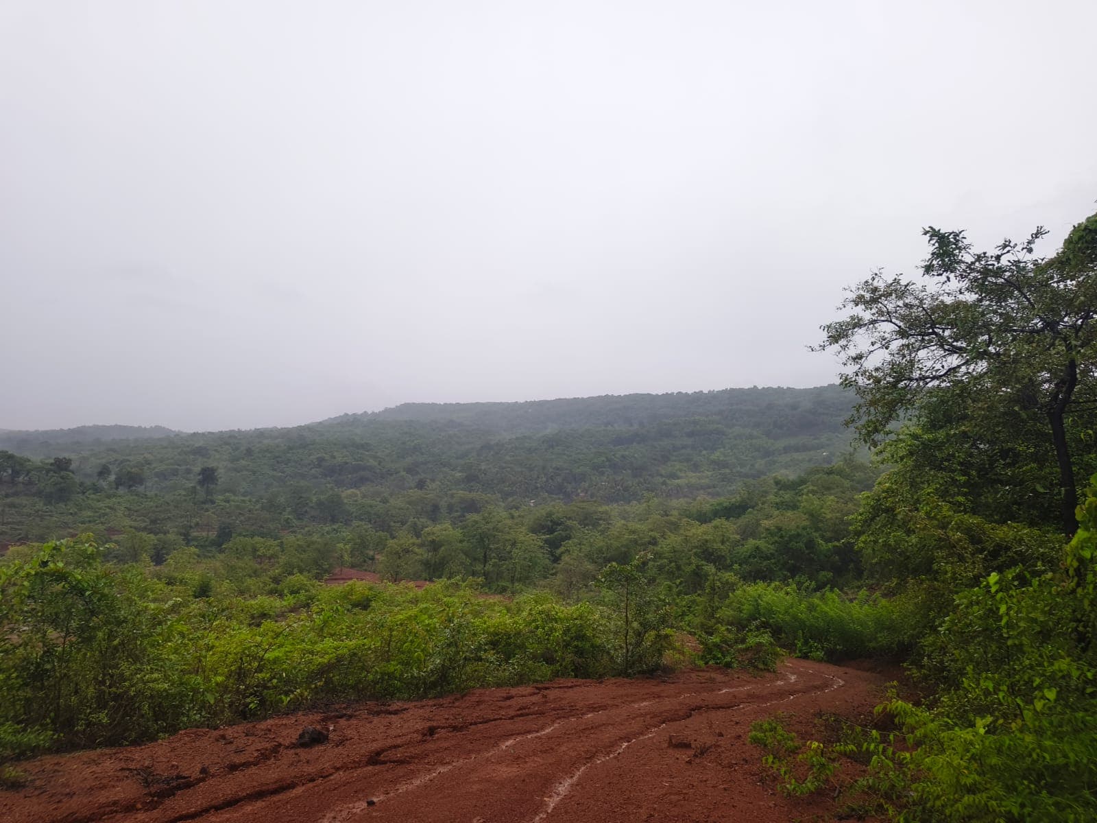 Rainy view across the forested valley from the site