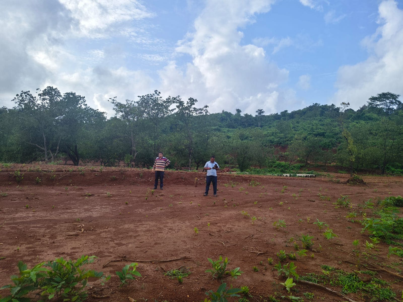 Prepared plot with new planting beside the wooded hillside