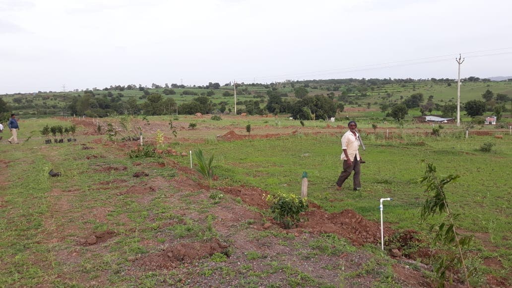 Young plantings across the green Nargoli site